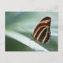 Search for wing postcards Outdoors