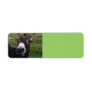 Search for donkeys return address labels Animals