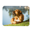 Search for boerboel Animal