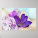 Search for spring crocus posters Purple