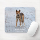 Search for dingoes Dog