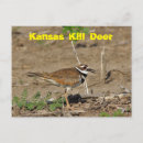 Search for kill postcards Wildlife