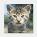 Search for whisker magnets Grey