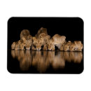 Search for lion pride Cat