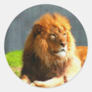Search for african lion stickers Zoo