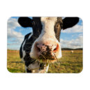Search for cow magnets Holstein