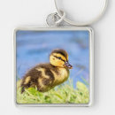 Search for ducklings key rings Wildlife