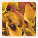 Search for calla square stickers Orange