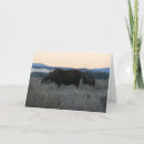 Search for grazing cards Photography