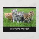 Search for new cat announcement postcards Animals