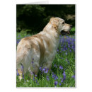 Search for retreiver postcards Canine photographer