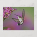 Search for juvenile postcards Animal