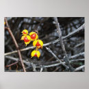 Search for bittersweet art Berries