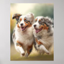 Search for aussie shepherd posters Puppy