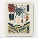Search for molluscs Vintage