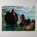 Search for beak art Swan