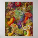 Search for vintage sea life posters Anemone