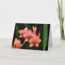 Search for phalaenopsis cards Flower