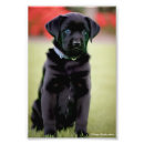 Search for black lab art Pet
