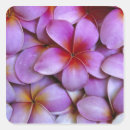 Search for pink plumeria stickers Island