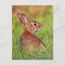 Search for cottontail postcards Nature