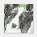 Search for collies magnets Animals