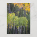 Search for fall tree postcards Colour