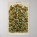Search for vintage and rustic posters Cottagecore