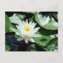 Search for reiki horizontal postcards Lotus