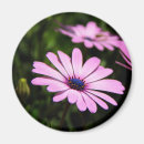 Search for green daisy magnets Botanical