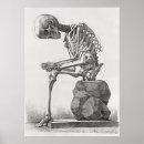 Search for anatomy posters Medical
