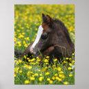 Search for horse breeds posters Pony