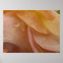 Search for rose petals posters Peach