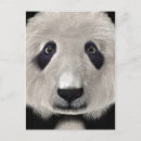 Search for awesome vertical postcards Black