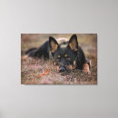 Search for german shepherd canvas prints Canine