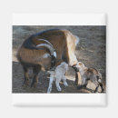 Search for abc alphabet magnets Trendy