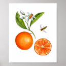 Search for citrus fruit art posters Vintage