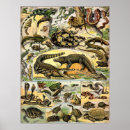 Search for reptiles posters Turtles