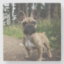 Search for bulldog coasters Cute dog