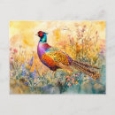 Search for pheasants postcards Watercolor