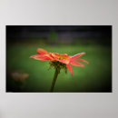 Search for coneflowers posters Bloom