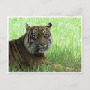 Search for sumatran postcards Feline