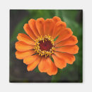 Search for single flowered magnets Pretty