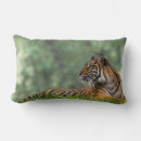 Search for cat newlywed gifts Animals