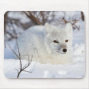 Search for arctic fox mouse mats Danita delimont