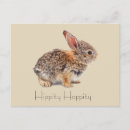 Search for cottontail postcards Photography