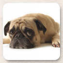 Search for pug coasters Adorable