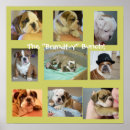 Search for akc posters Puppy