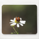 Search for ladybirds mouse mats Animal