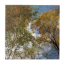 Search for looking up tiles Tree